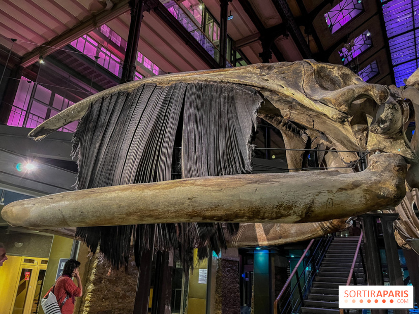 Grande Galerie de l'évolution- visuels 2024 - image00119