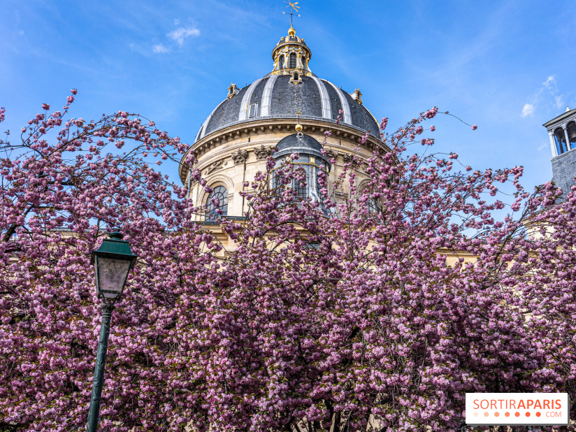 Square Gabriel Pierné à Paris - cerisiers en fleurs
