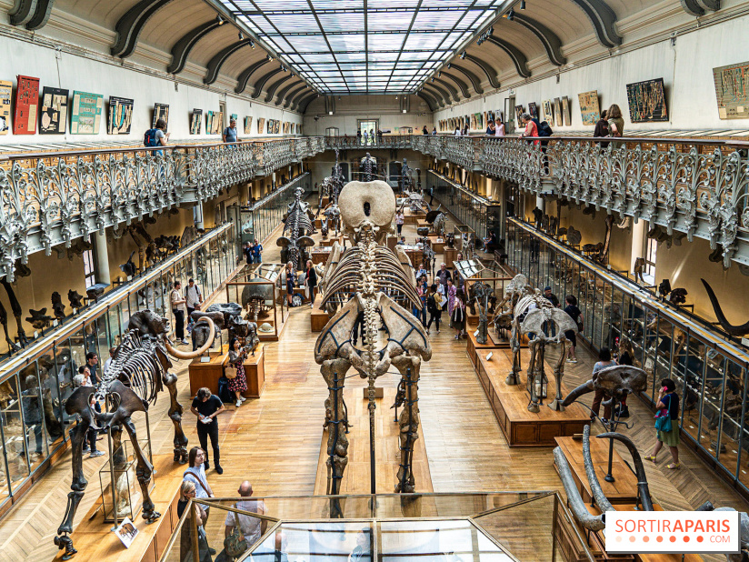 La Galerie de Paléontologie et d'Anatomie comparée du Muséum au Jardin des Plantes -  A7C7446