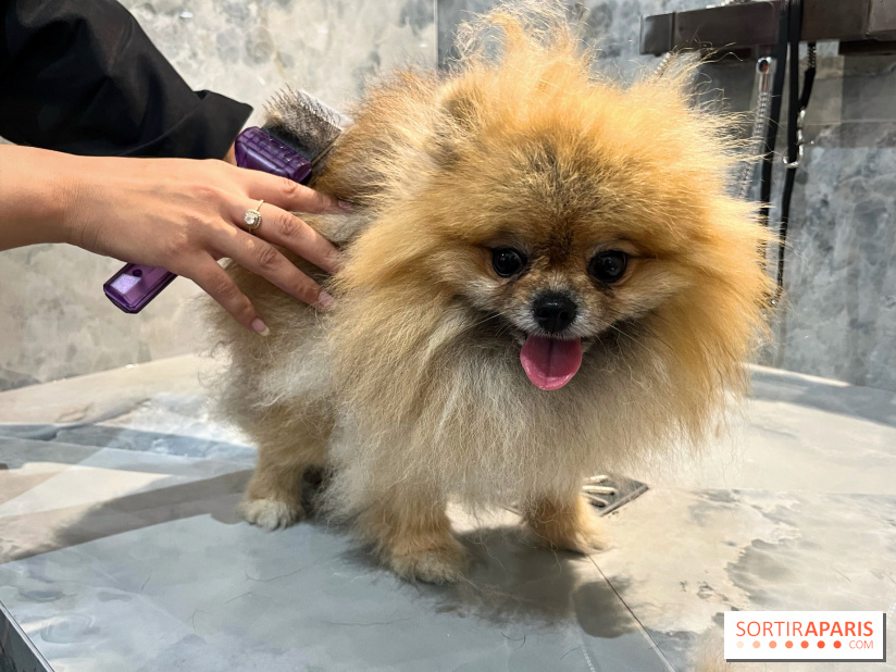 Patapwouf, le spot cani-friendly de Saint-Ouen - nos photos - 7E06A617 242A 4D26 AE25 EDA883B0FF2D