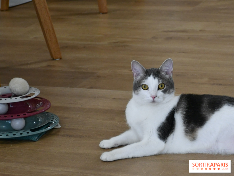 Koneko Work : le café coworking pour travailler en compagnie des chats - DSC 4717(1) Fotor