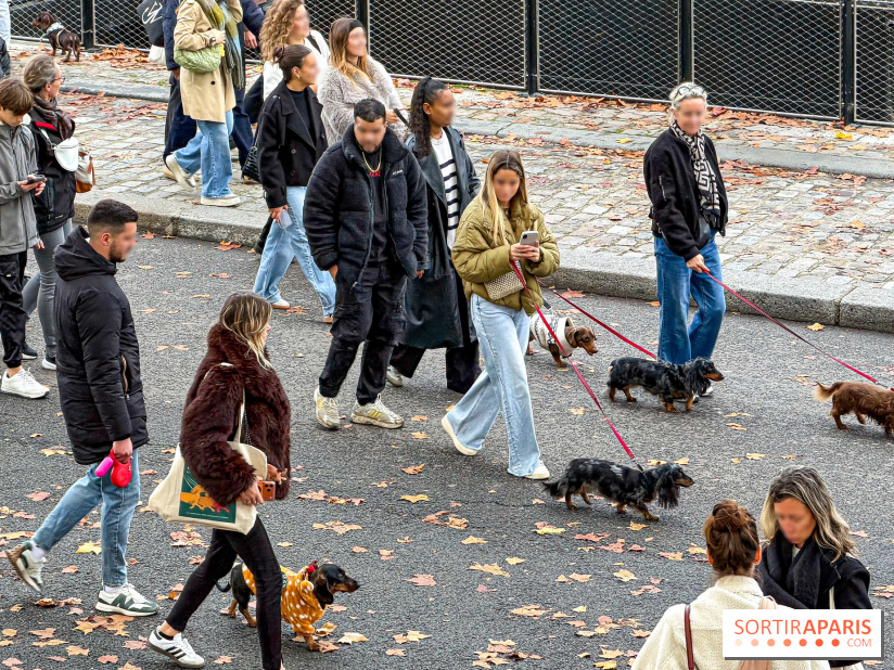 Paris Sausage Walk, la Marche des Teckels 2025 - Facetune 19 09 2026 23 19 22
