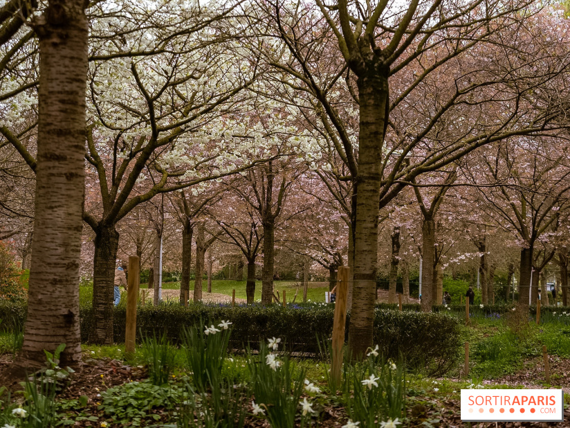 Les cerisiers du parc Martin Luther King - Clichy - Batignoles