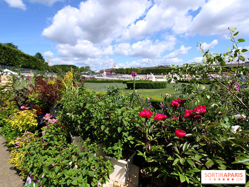 Jardins, jardin aux Tuileries 2014