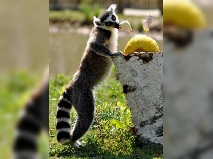 © Julie Platel / Parc et Château de Thoiry, chasse aux oeufs