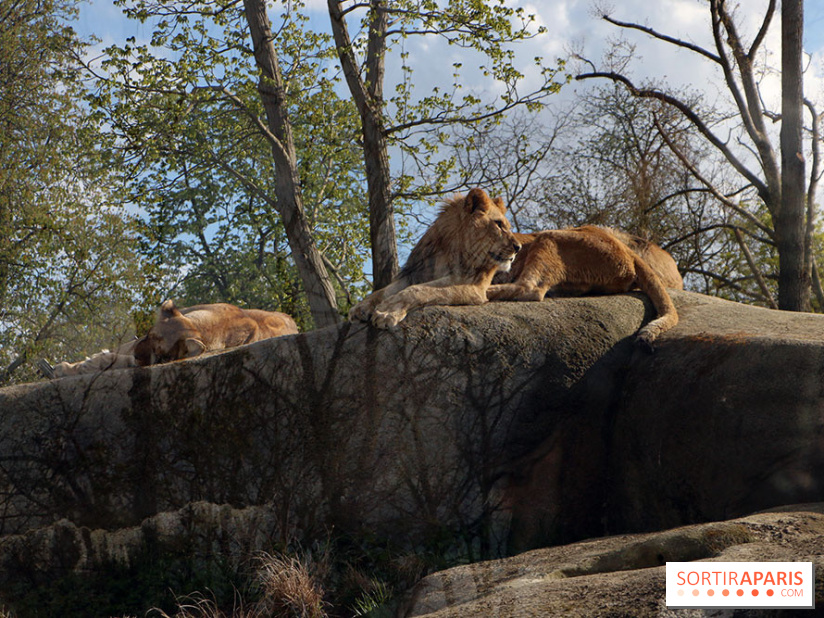 Zoo de Vincennes, Parc Zoologique de Paris 2017