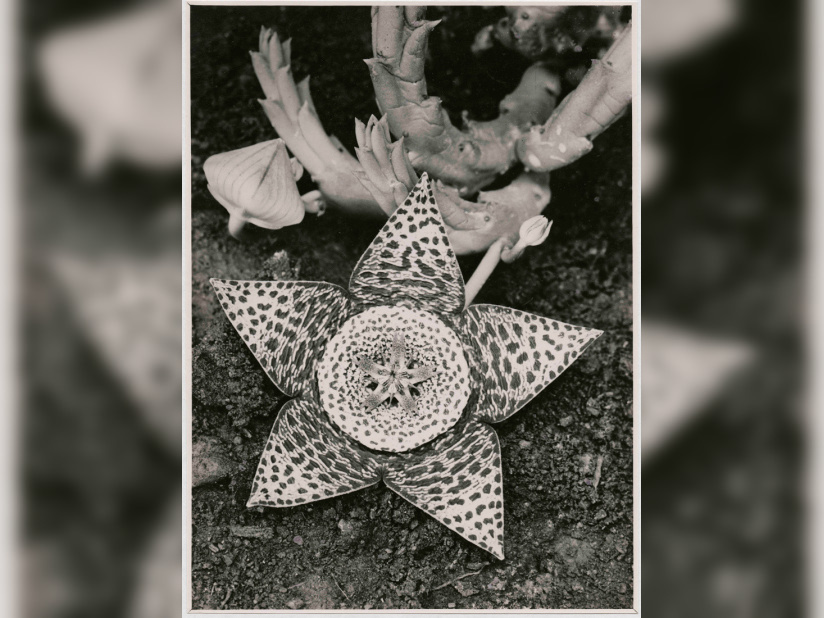 Jeu de Paume hiver 2017