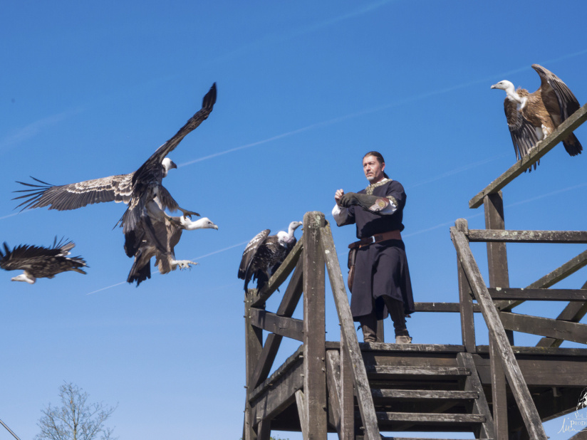 Les Aigles des Remparts de Provins, les photos