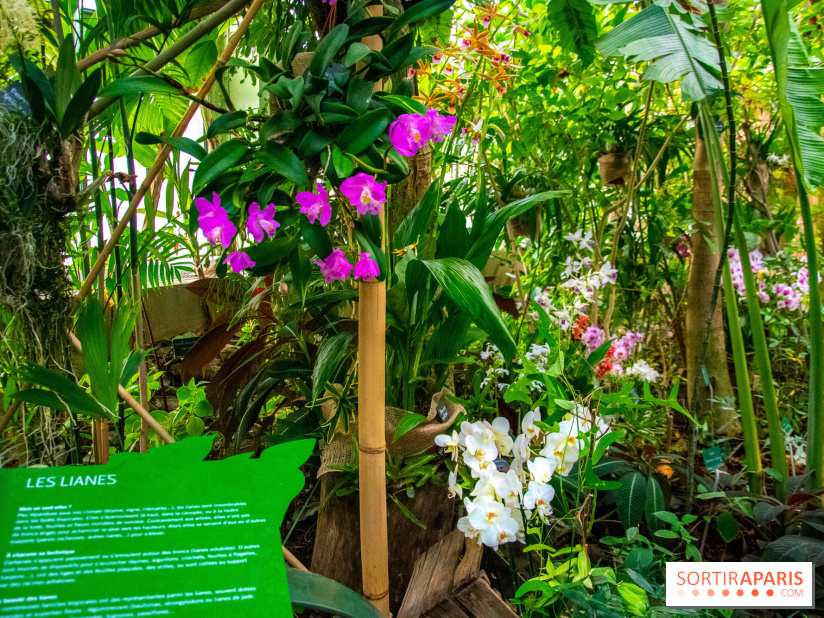 Mille et une Orchidées 2019 au Jardin des Plantes, les photos