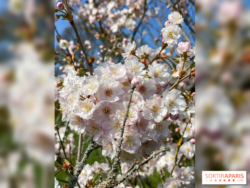 Les cerisiers et arbres en fleurs de l’Arboretum de Chevreloup
