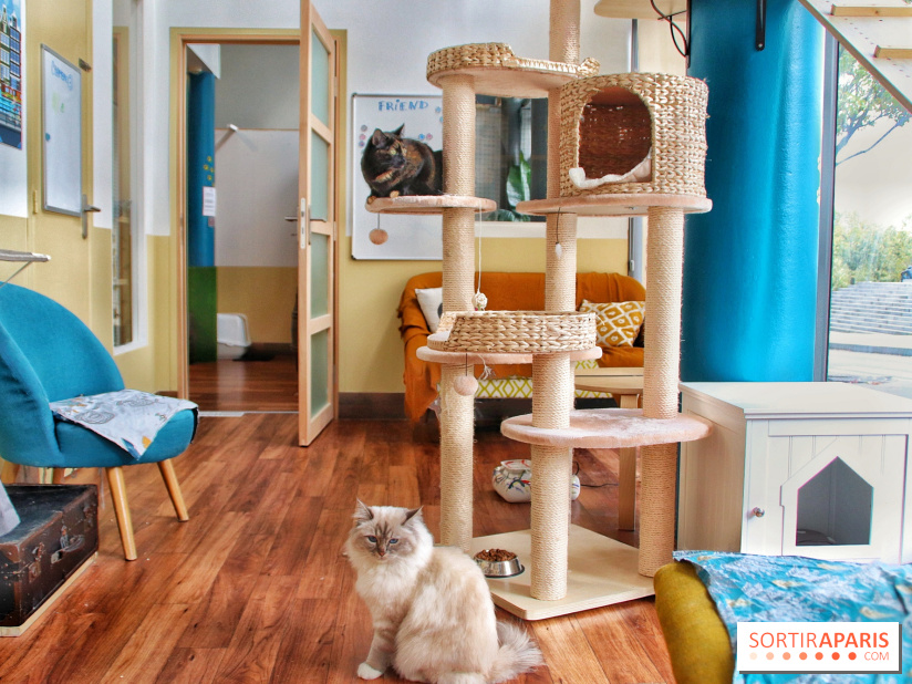 Le Moustache Pension, un hôtel pour chats douillet qui accueille vos compagnons à Paris