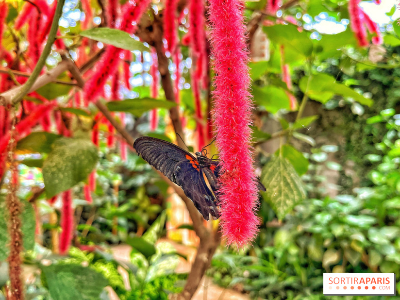 Serre Papillons - La Queue-lez-Yvelines