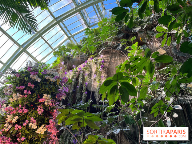 Orchidées - jardin des plantes