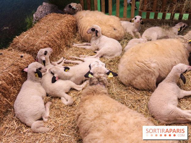 Salon de l'agriculture 2023 - (1)