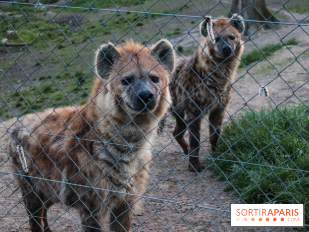 Zoo de Thoiry 2023 - 6FE478AB 6B81 4D2D 8EB9 95BC479EB6BE