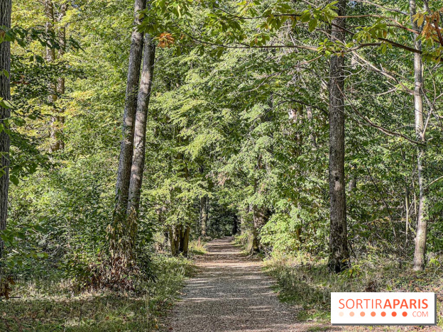 Visuel forêt  - IMG 6155