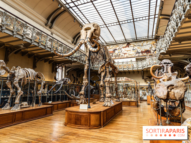 Le mammouth de Durfort restauré au Muséum national d’Histoire naturelle