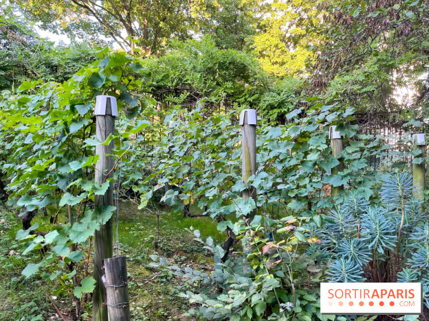 Vignes de Belleville - image00007