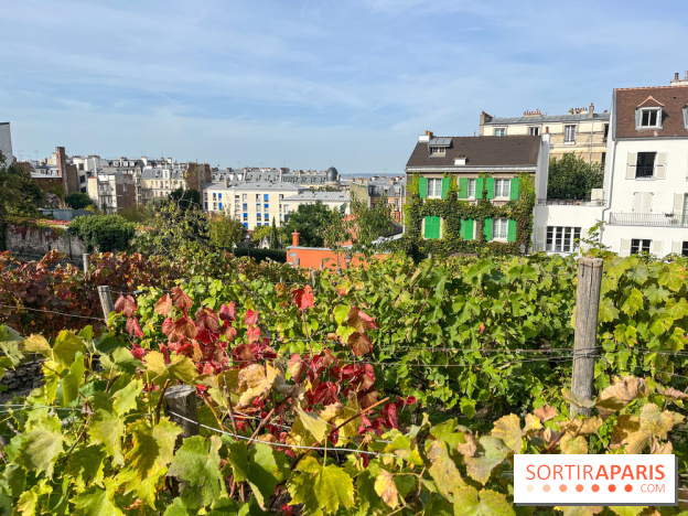 Vignes Montmartre - image00034