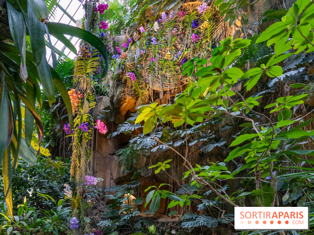 1001 Orchidées 2024, les photos de l'exposition florale dans les Grandes Serres du Muséum