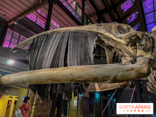 Grande Galerie de l'évolution- visuels 2024 - image00119