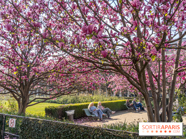 Les magnolias du Jardin du Palais Royal  - printemps - visuel Paris
