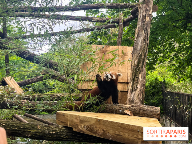 Ménagerie du Jardin des Plantes 2024 - panda