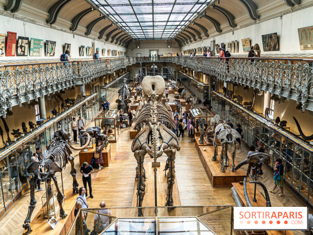 La Galerie de Paléontologie et d'Anatomie comparée du Muséum au Jardin des Plantes -  A7C7446