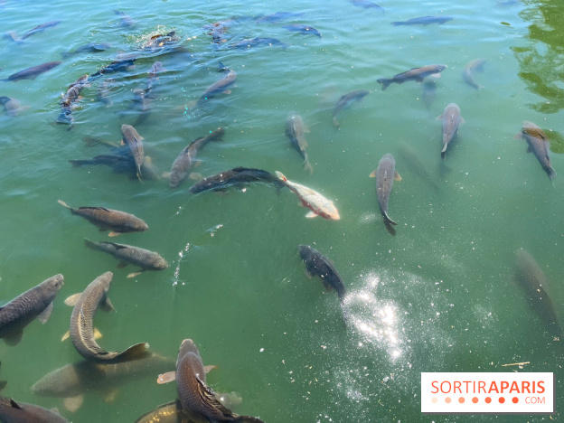 Etang aux carpes et barques - nos photos - image00032