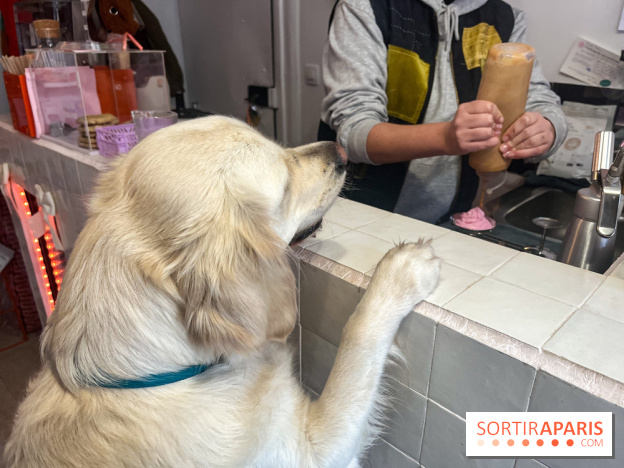 CAYU Canidés Club, la boutique d'accessoires dog friendly - nos photos