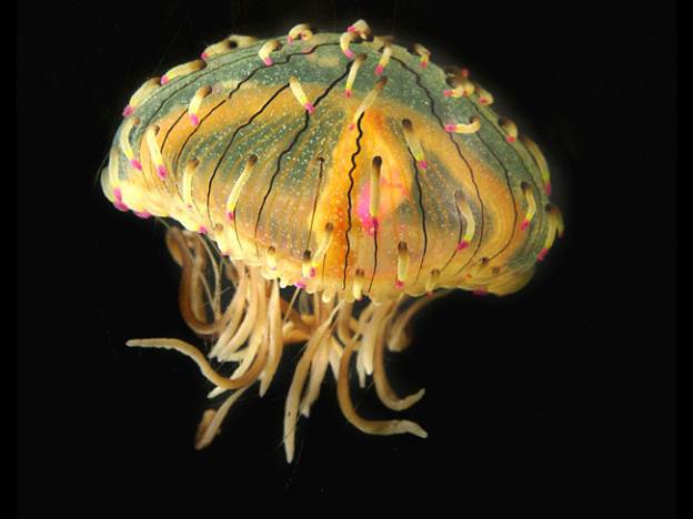 Disco Méduses à l'Aquarium Sea Life