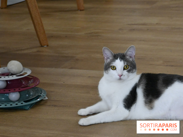 Koneko Work : le café coworking pour travailler en compagnie des chats - DSC 4717(1) Fotor