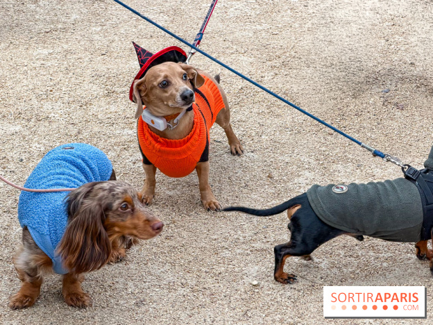 Paris Sausage Walk, la Marche des Teckels 2025