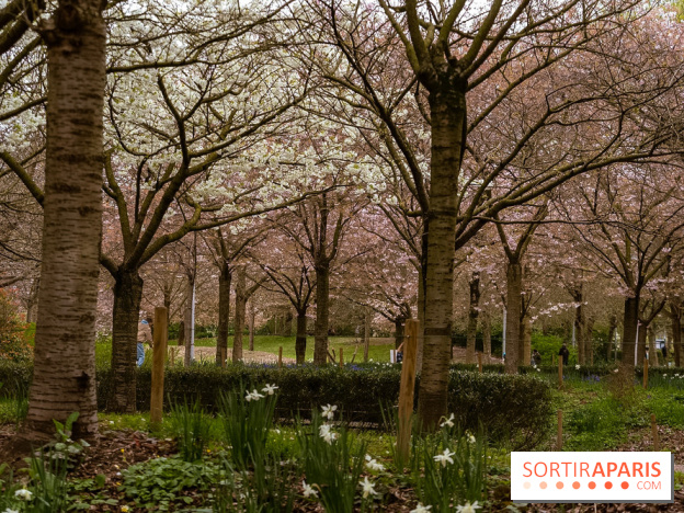 Les cerisiers du parc Martin Luther King - Clichy - Batignoles