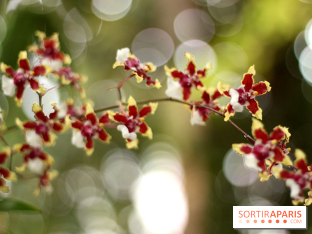 Mille & une orchidées 2014, l'exposition au Jardin des plantes