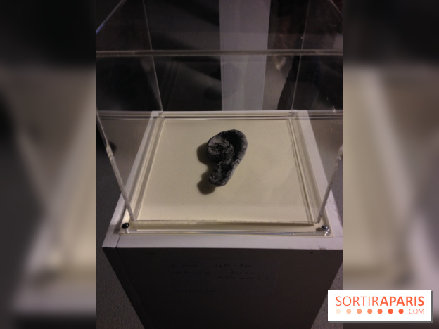 Archipel Secret au Palais de Tokyo