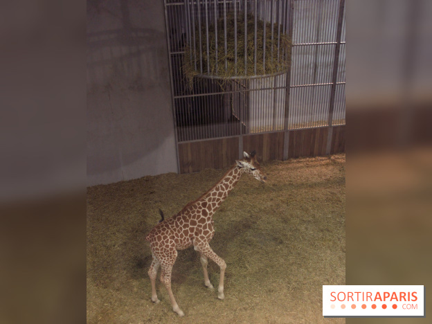 Les girafons du Zoo de Paris
