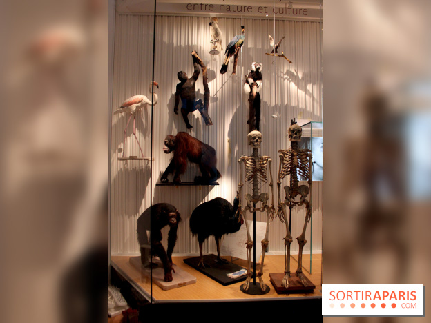 Le nouveau Musée de l'Homme