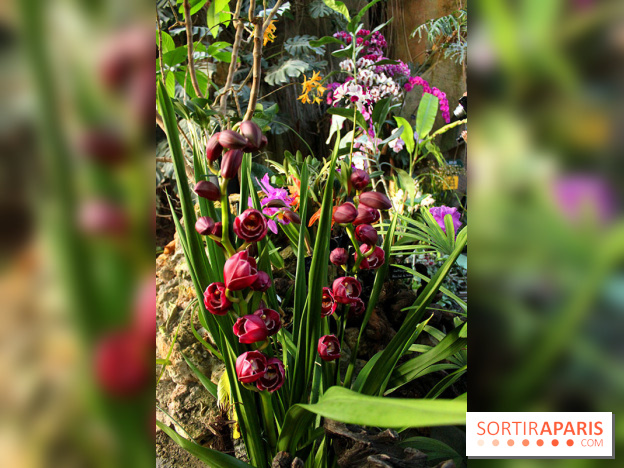 Mille & une orchidées 2016 au Jardin des Plantes, les photos