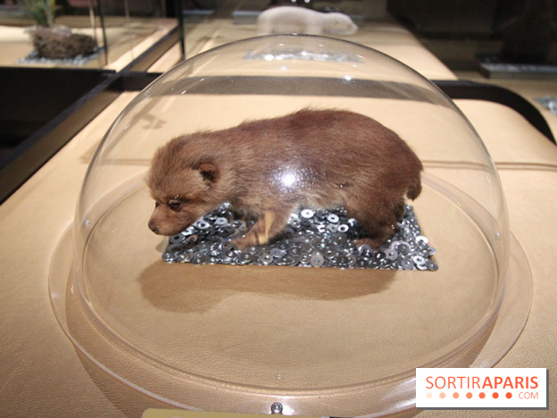 Exposition BéBés animaux à la Cité des Sciences, les photos