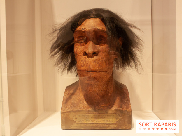 Exposition Néanderthal au Musée de l'Homme