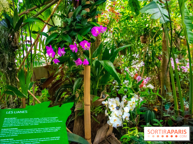 Mille et une Orchidées 2019 au Jardin des Plantes, les photos