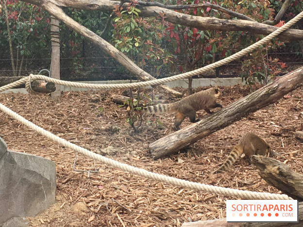 Parc Zoologique de Paris : les coatis roux