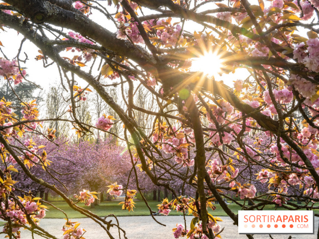 Le Parc de Sceaux et ses cerisiers en fleurs