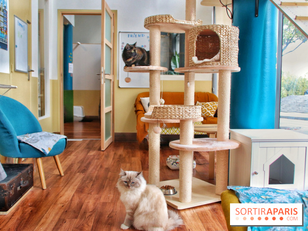 Le Moustache Pension, un hôtel pour chats douillet qui accueille vos compagnons à Paris