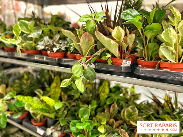 Plantes pour Tous, les prochaines ventes de plantes à partir de 2€ à Paris