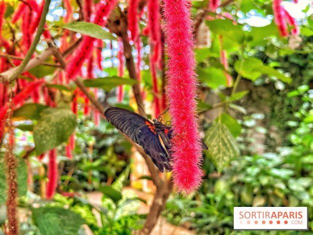 Serre Papillons - La Queue-lez-Yvelines