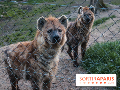 Zoo de Thoiry 2023 - 6FE478AB 6B81 4D2D 8EB9 95BC479EB6BE