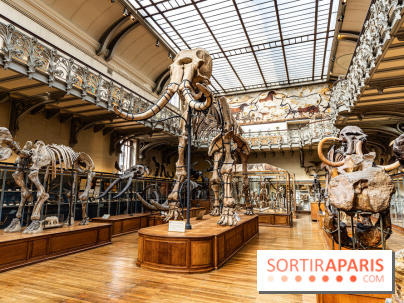 Le mammouth de Durfort restauré au Muséum national d’Histoire naturelle -  A7C7410