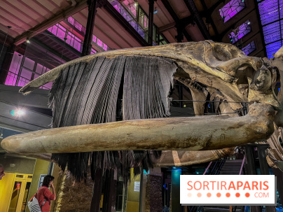 Grande Galerie de l'évolution- visuels 2024 - image00119